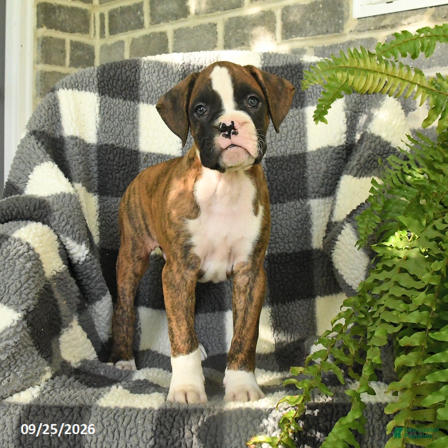 Boxer dogs Pixel - Ad 2