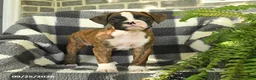 Boxer dogs for sale: Pixel - Ad 2