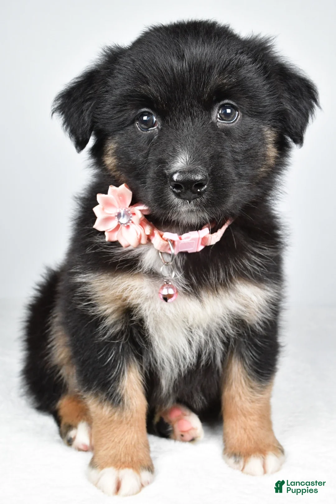 Miniature Australian Shepherd dogs for sale: Skye - Ad 2
