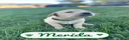 Labrador Retriever dogs for sale: Merida - Ad 2