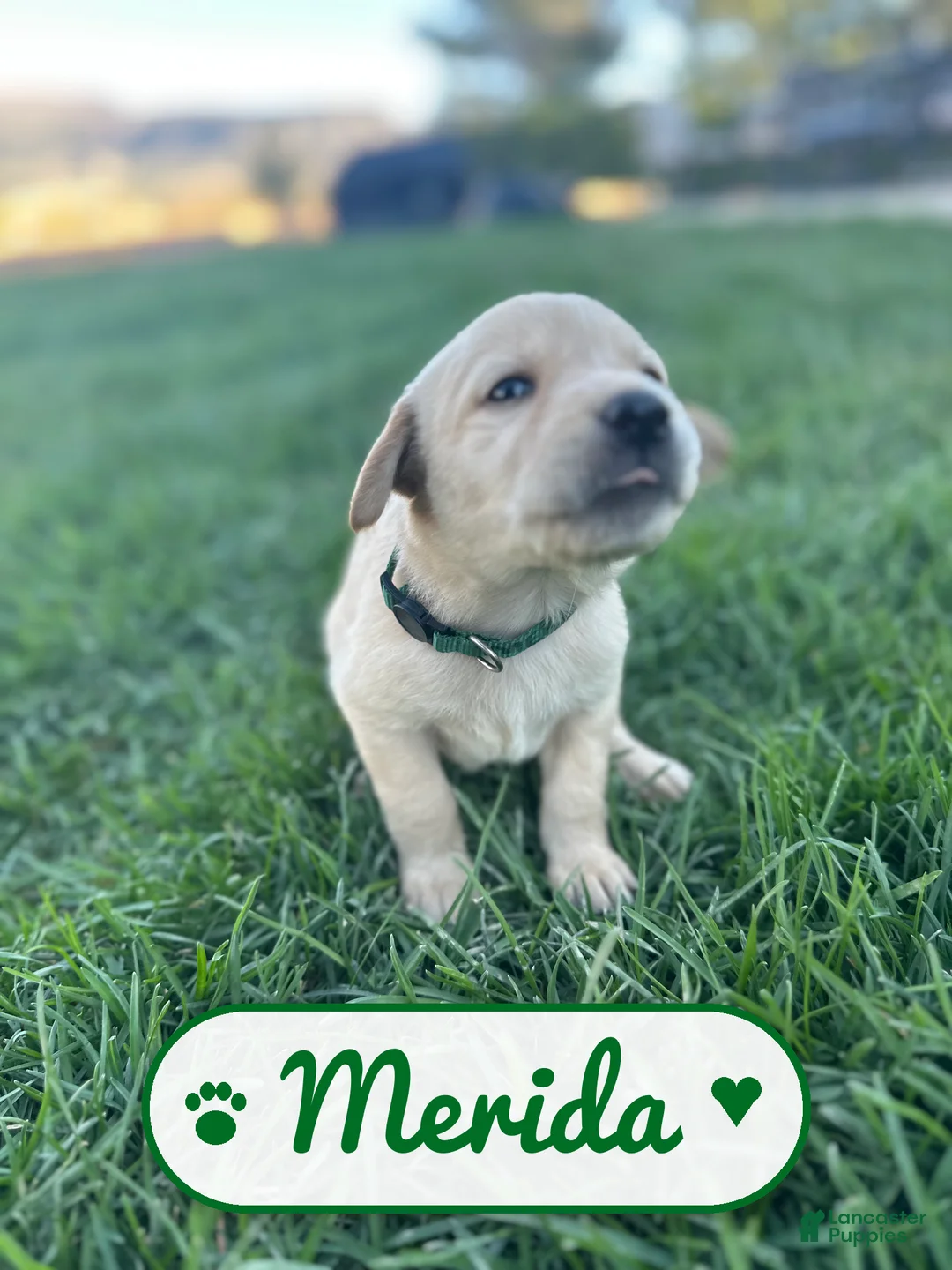 Labrador Retriever dogs for sale: Merida - Ad 2