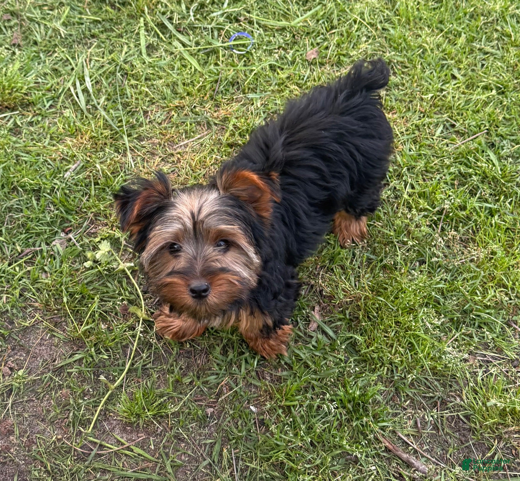 Yorkshire Terrier dogs Pepper - Ad 2