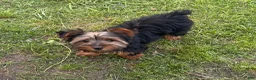 Yorkshire Terrier dogs for sale: Pepper - Ad 2