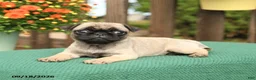 Pug dogs for sale: Molly - Ad 3