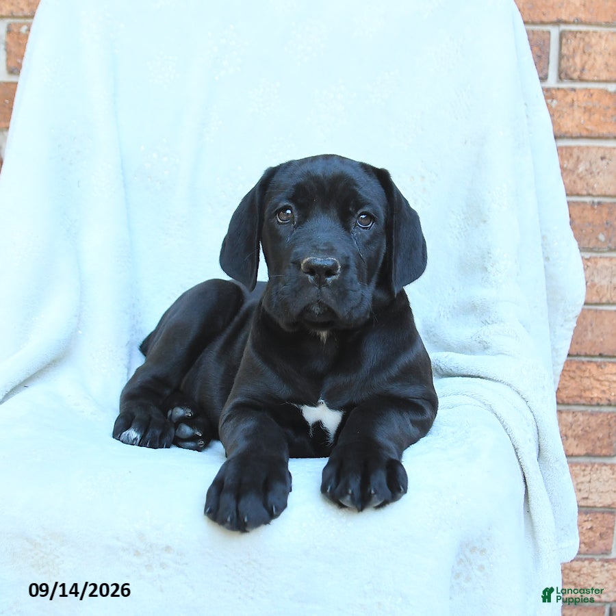 Cane Corso dogs Bunny - Ad 2