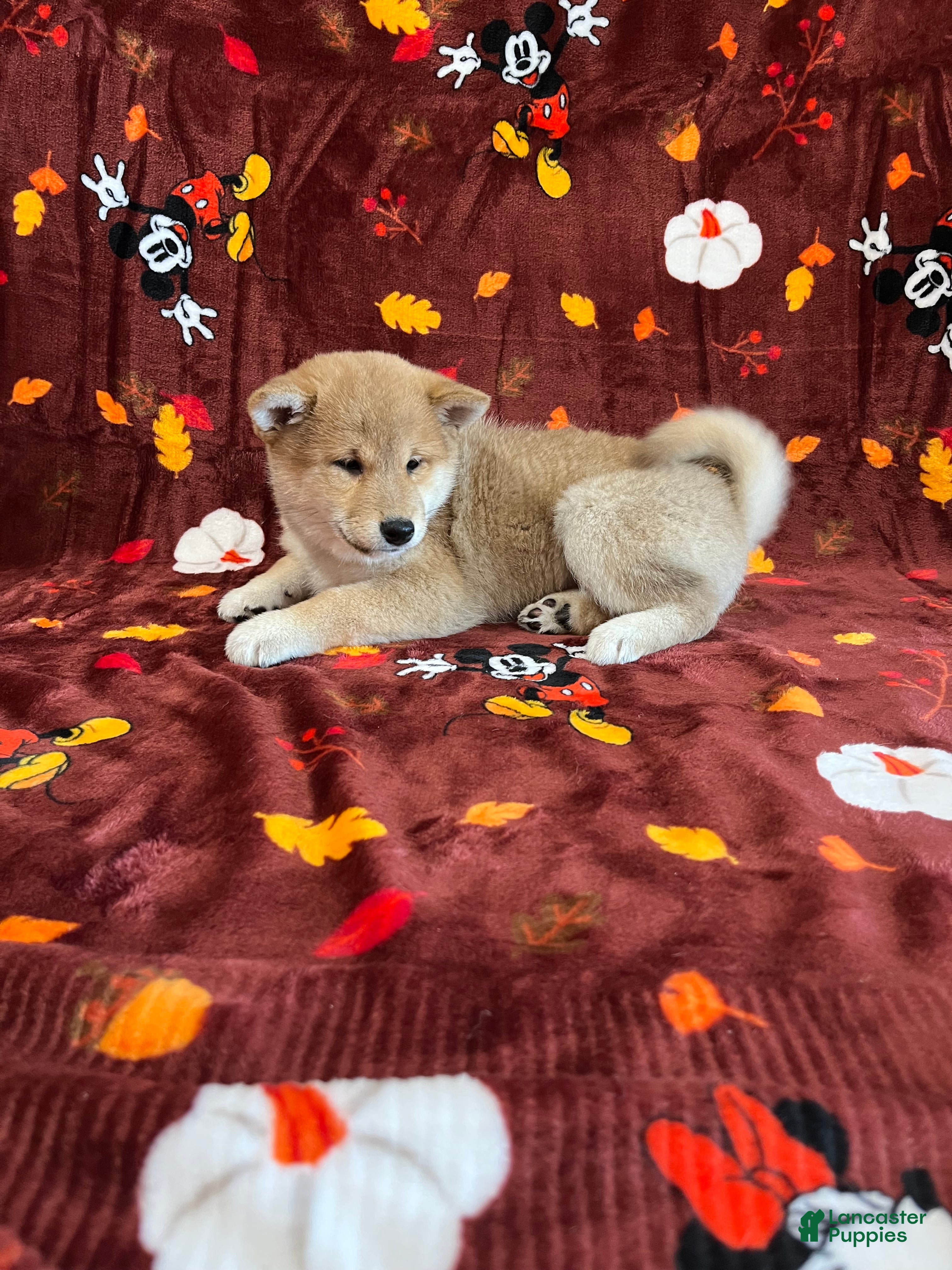Shiba Inu dogs Shiba Inu Puppy 1 - Ad 26