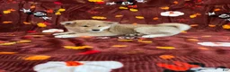 Shiba Inu dogs for sale: Shiba Inu Puppy 1 - Ad 1