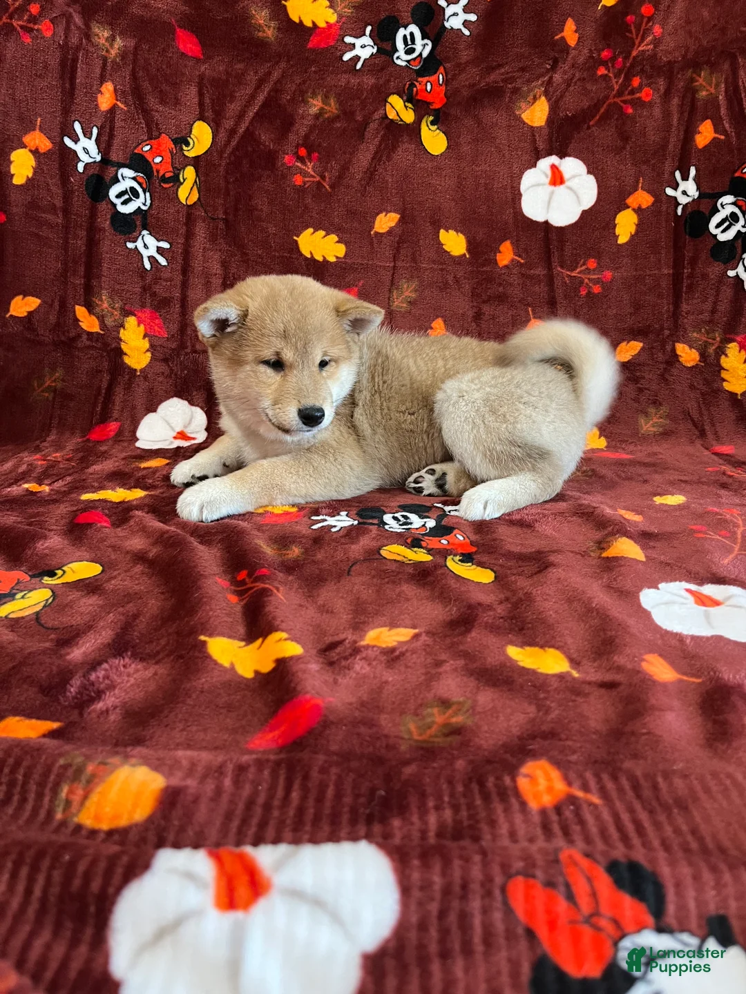 Shiba Inu dogs for sale: Shiba Inu Puppy 1 - Ad 1
