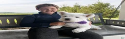 West Highland Terrier dogs for sale: Jalon - Ad 2
