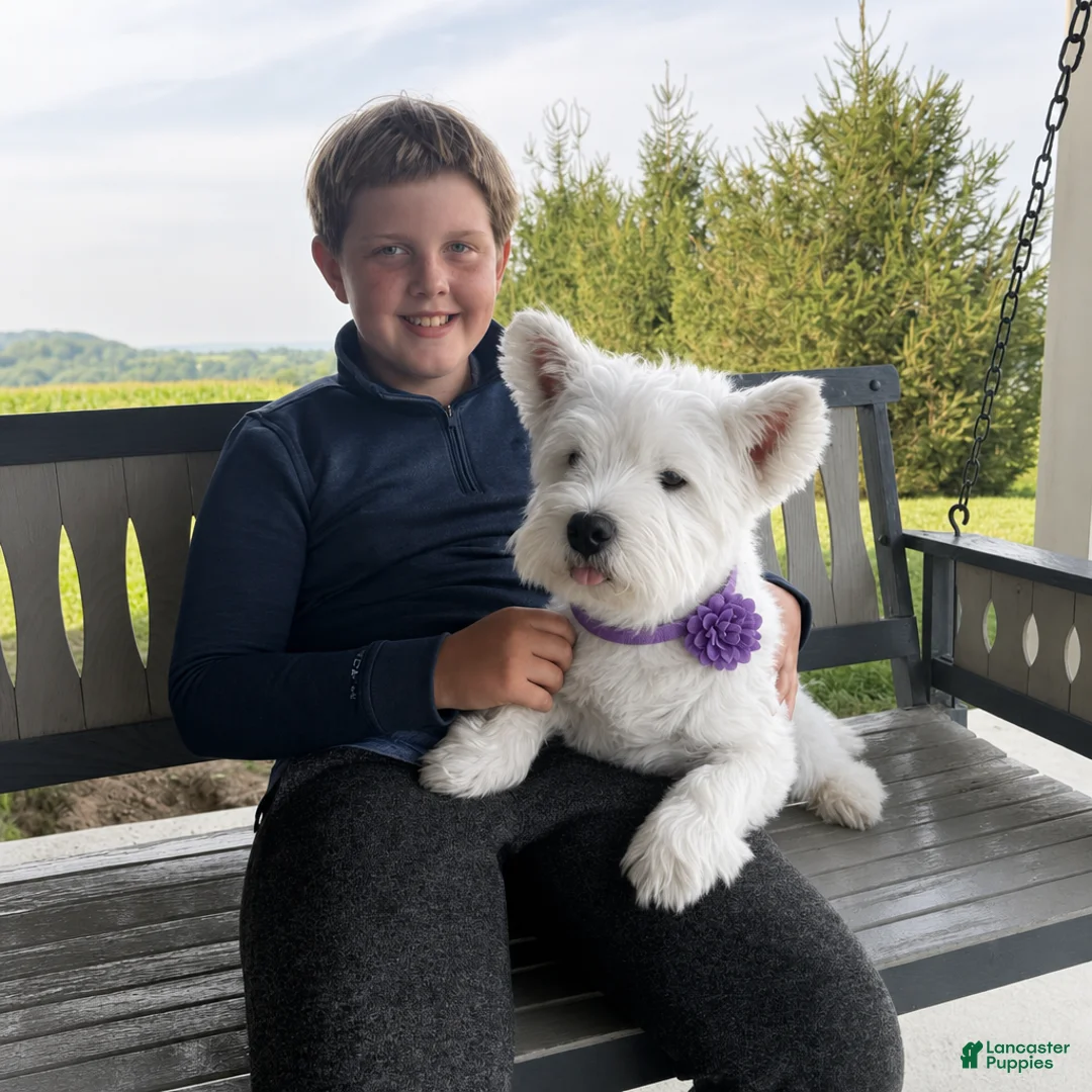 West Highland Terrier dogs for sale: Jalon - Ad 2