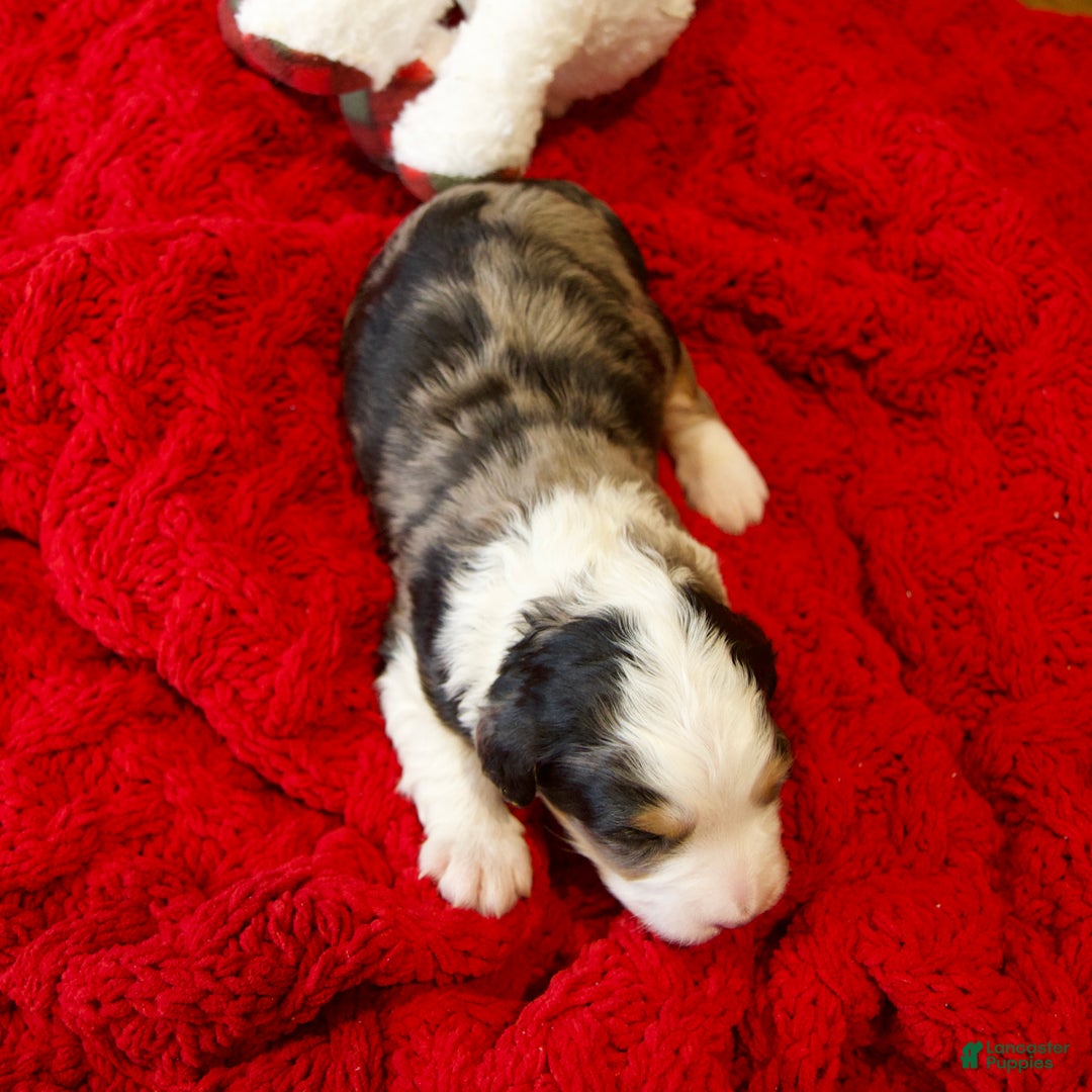 Mini Bernedoodle dogs for sale: Jolly Boy - Ad 10