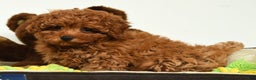 Miniature Poodle dogs for sale: Tigger - Ad 9