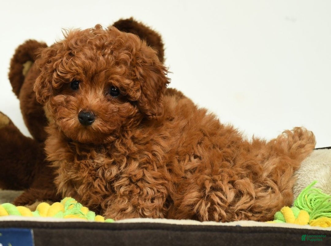 Miniature Poodle dogs for sale: Tigger - Ad 9