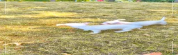 Mixed Breed dogs for sale: Mixed Breed 1 - Ad 5
