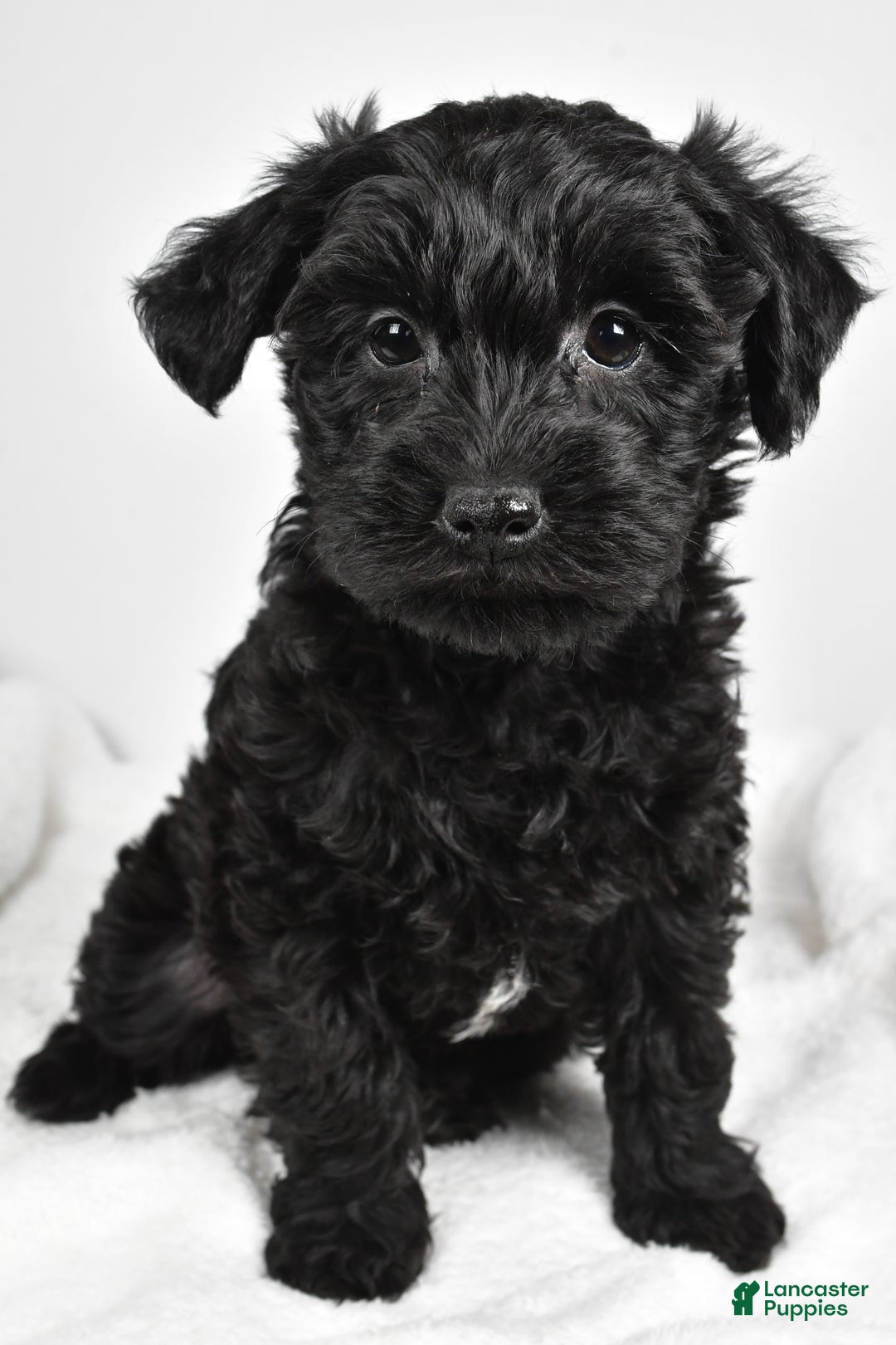 Mixed Breed dogs for sale: Clover - Ad 5