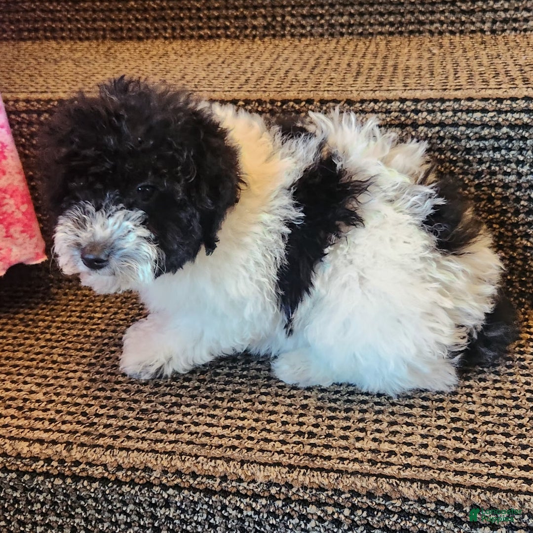 Miniature Poodle dogs for sale: Mason - Ad 6