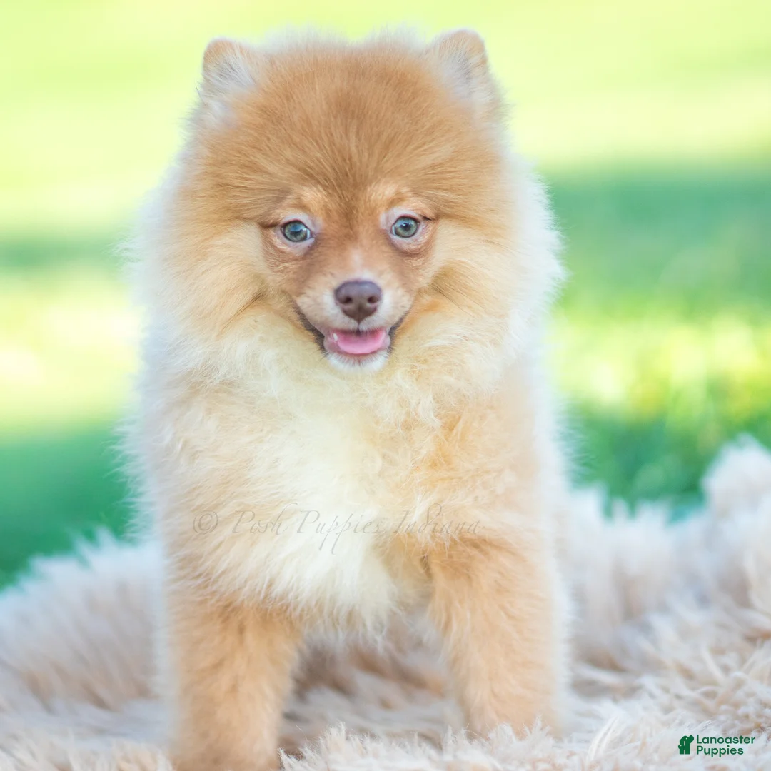 Pomeranian dogs for sale: Waylon AKC - Ad 2