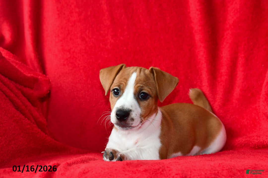 Jack Russell Terrier dogs for sale: Rolex - Ad 2