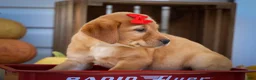 Labrador Retriever dogs for sale: NAOMI - Ad 5