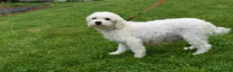 Maltese dogs for sale: Beauty - Ad 11