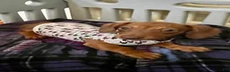 Dachshund dogs for sale: Dachshund Puppy 2 - Ad 3