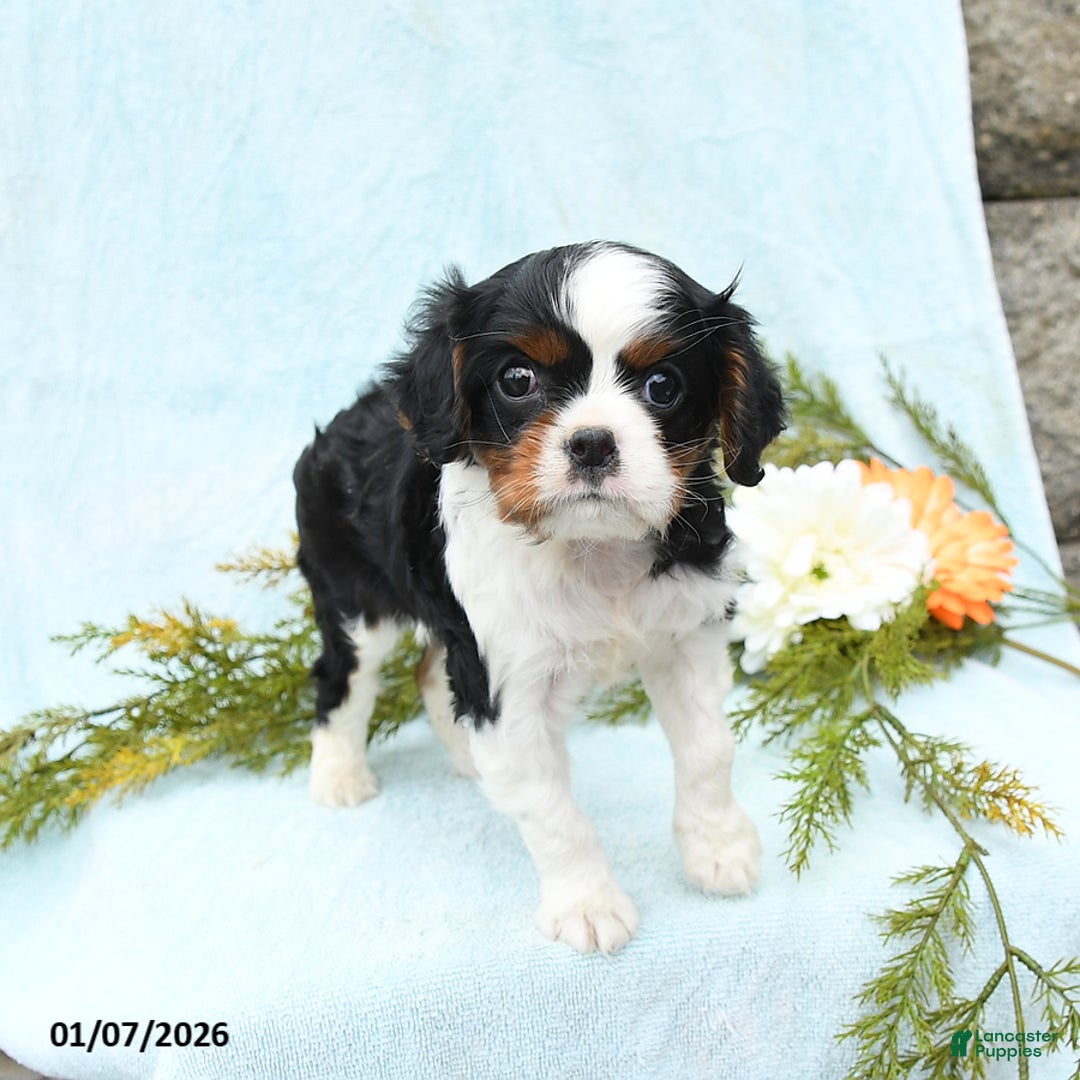 Cavalier King Charles Spaniel dogs for sale: Archie - Ad 5