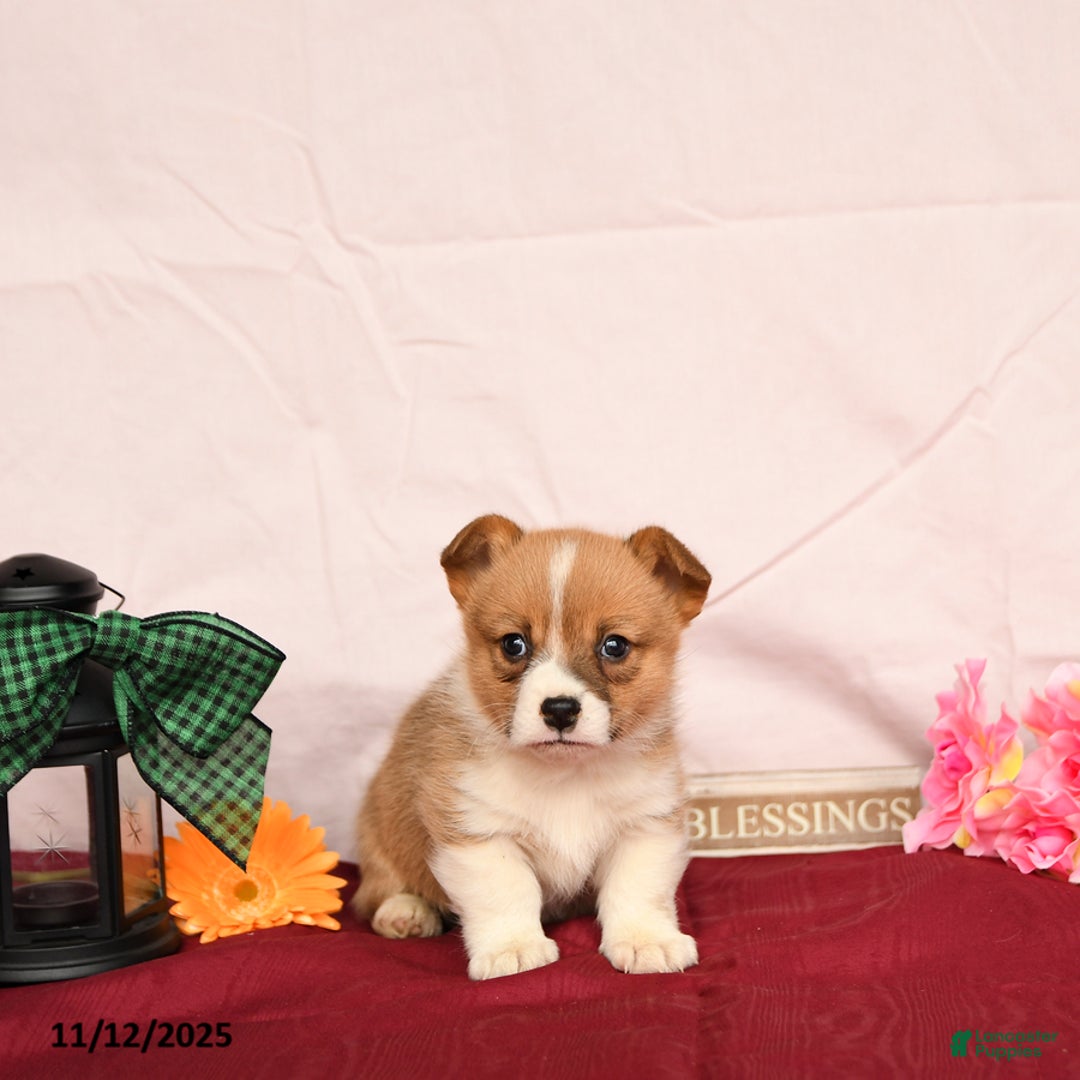 Welsh Corgi Pembroke dogs for sale: Otto - Ad 2