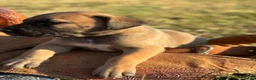 Great Dane dogs for sale: Bruno  - Ad 5