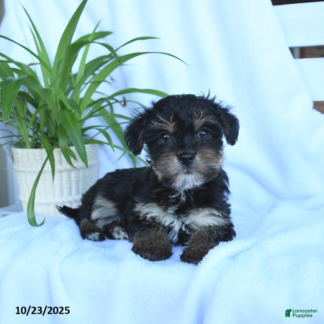 Yorkiepoo dogs for sale: Pepper - Ad 10