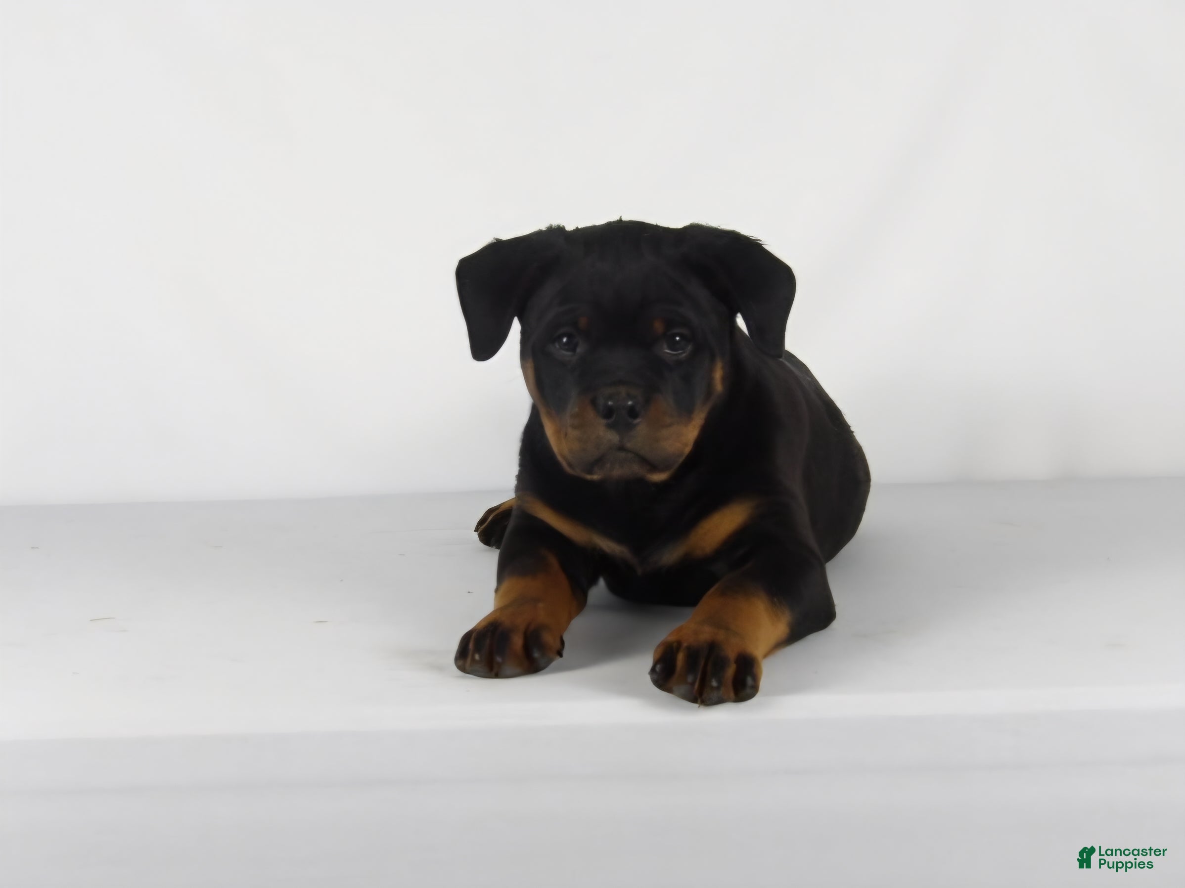 Rottweiler dogs Rottweiler Puppy 7 - Ad 2