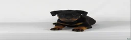 Rottweiler dogs for sale: Rottweiler Puppy 7 - Ad 2