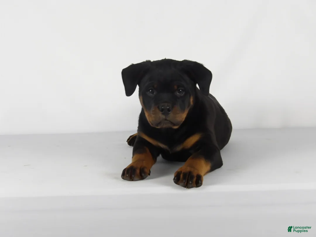 Rottweiler dogs for sale: Rottweiler Puppy 7 - Ad 2