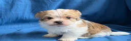 Morkie dogs for sale: Patrick - Ad 3