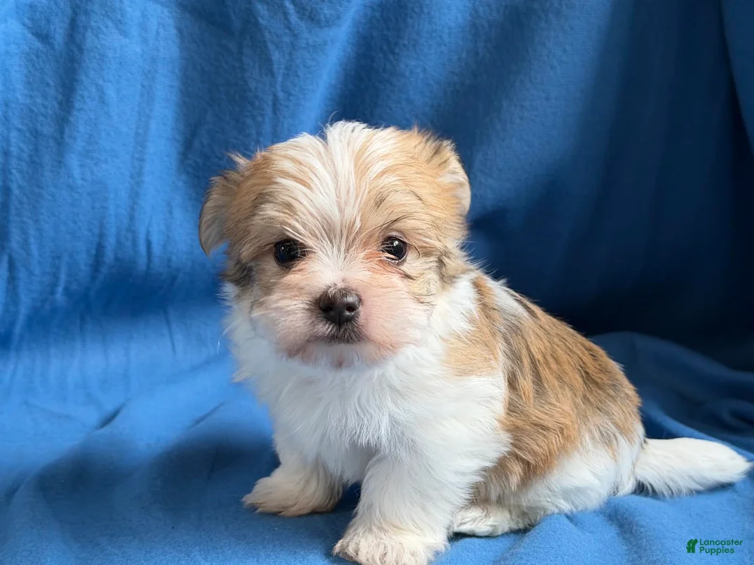 Morkie dogs for sale: Patrick - Ad 3