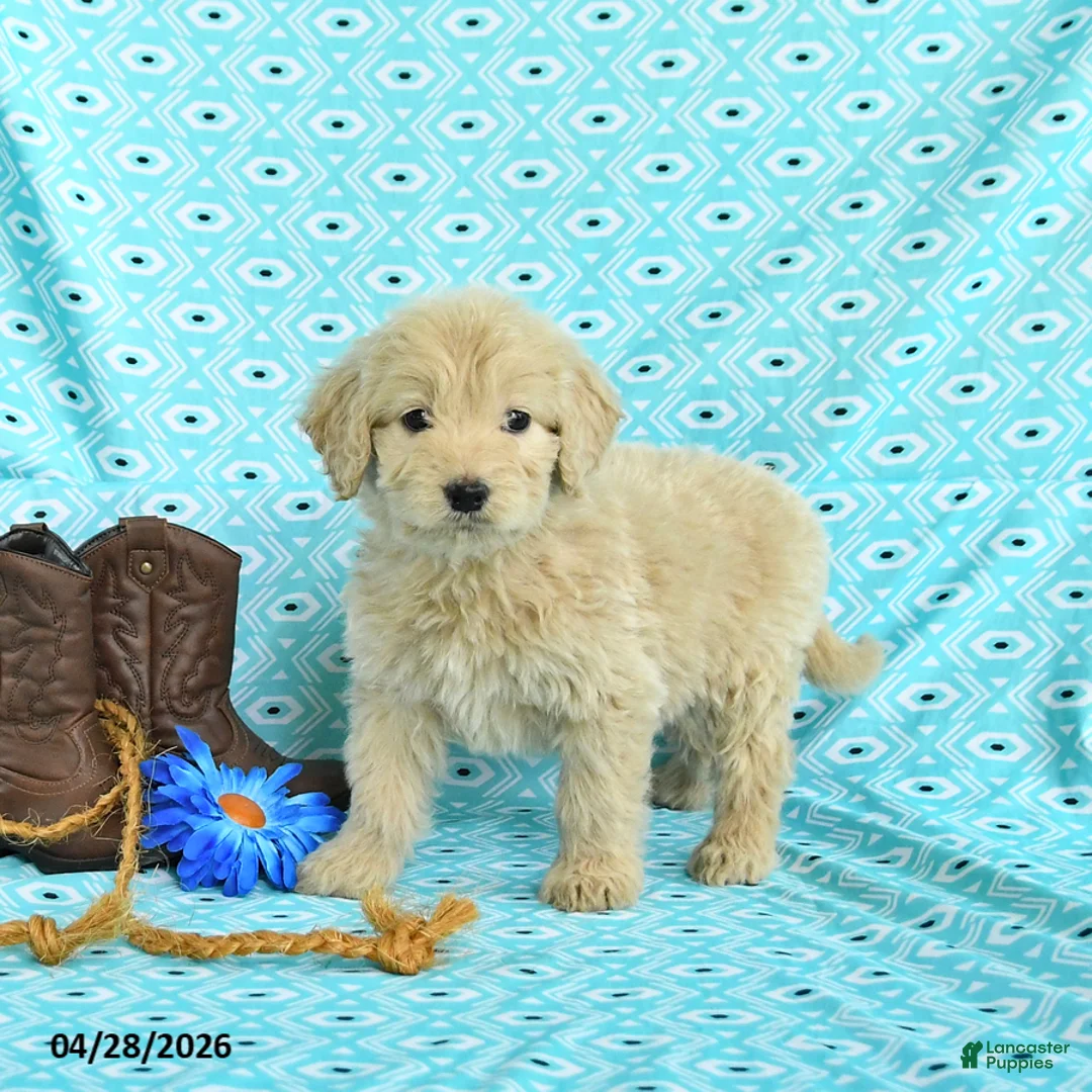 Goldendoodle dogs for sale: Mia  - Ad 1