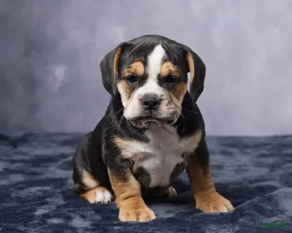 Beabull dogs Stella - Ad 1