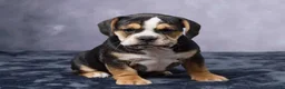 Beabull dogs for sale: Stella - Ad 1