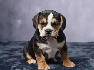 Beabull dogs for sale: Stella - Ad 1