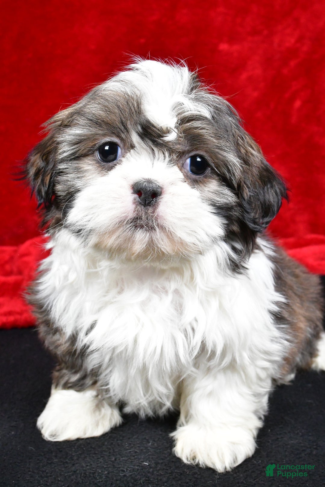 Shih Tzu dogs for sale: Darcey - Ad 1