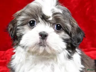 Shih Tzu dogs Darcey - Ad 34