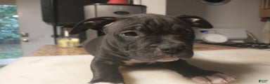 American Bully Puppy 4