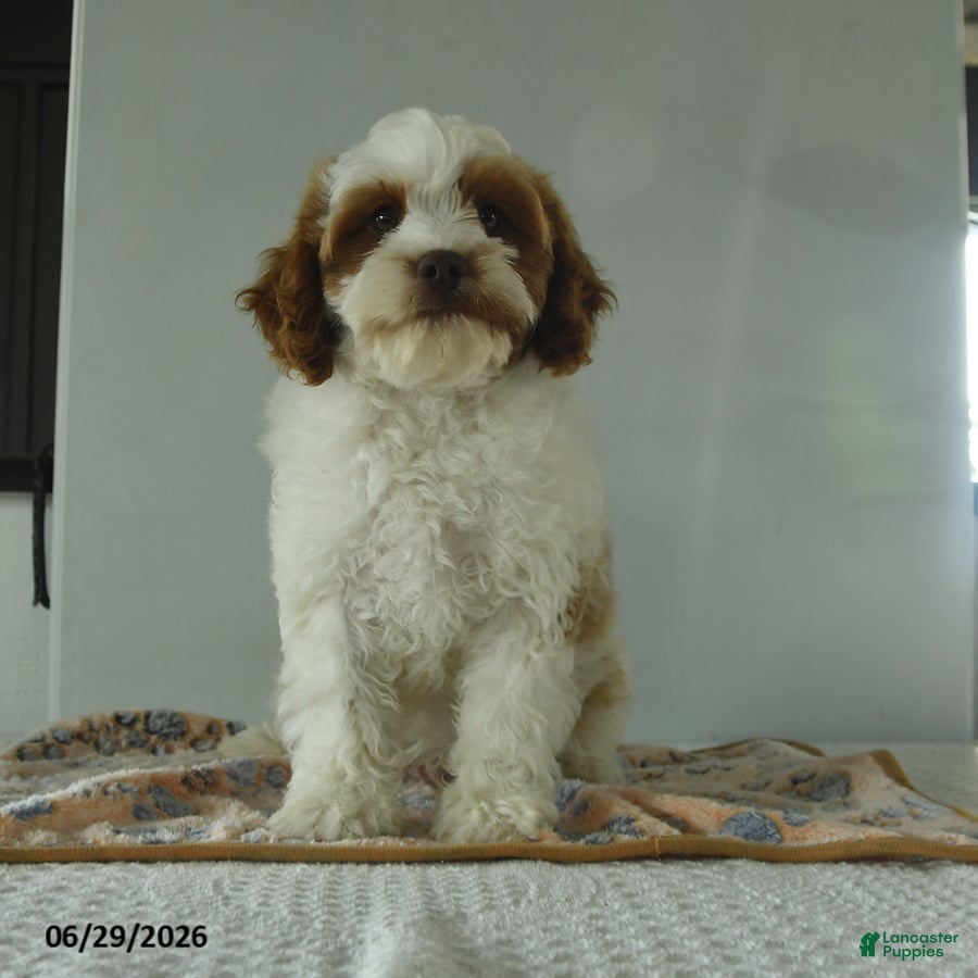 Cavapoo dogs Cooper - Ad 2
