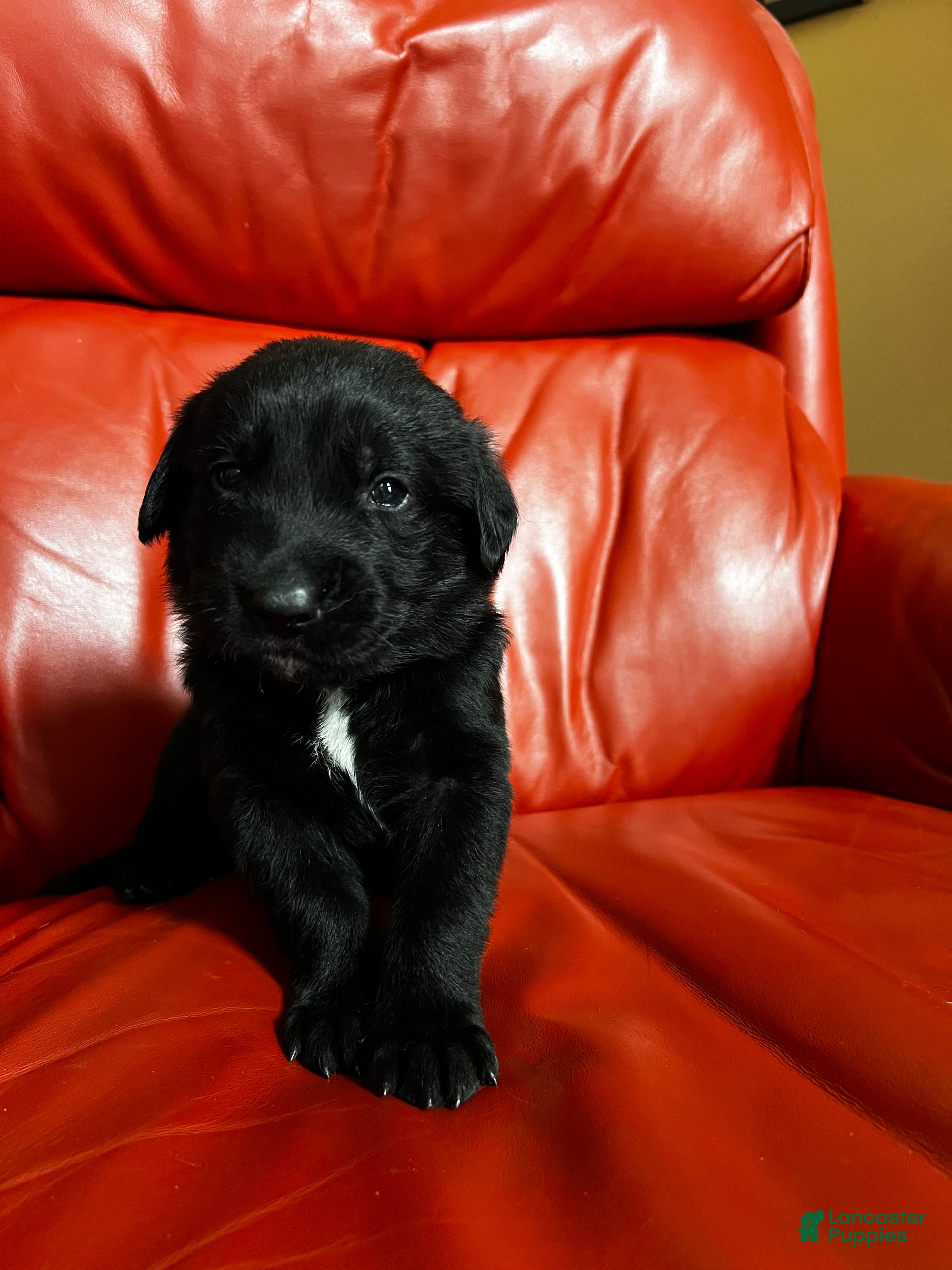 Goldador dogs Butch - Ad 10