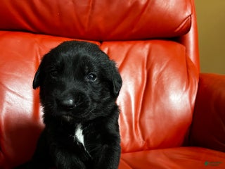 Goldador dogs Butch - Ad 13