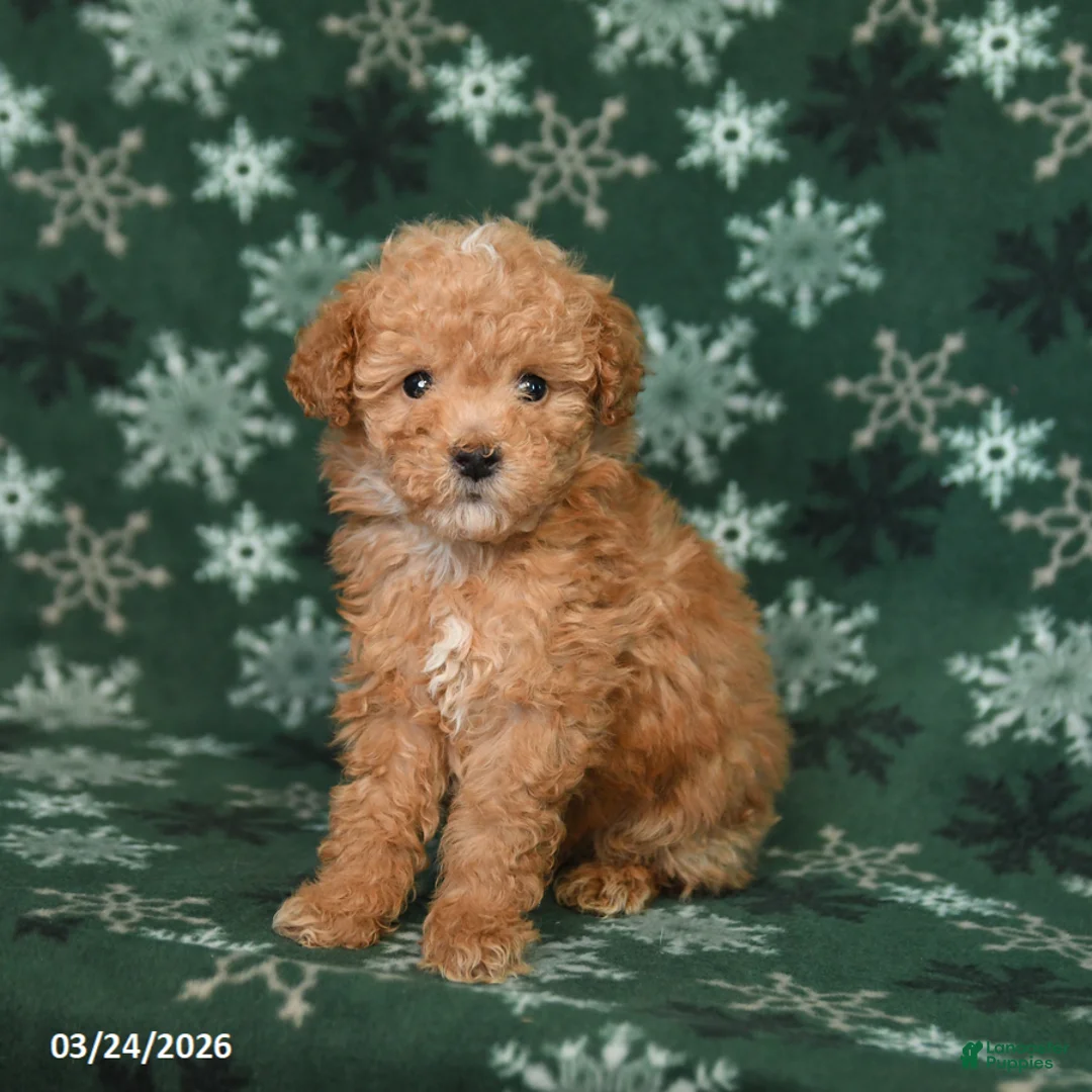 Toy Poodle dogs for sale: Prince   - Ad 3