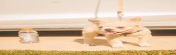 French Bulldog dogs for sale: Pluto- cream Merle  - Ad 2