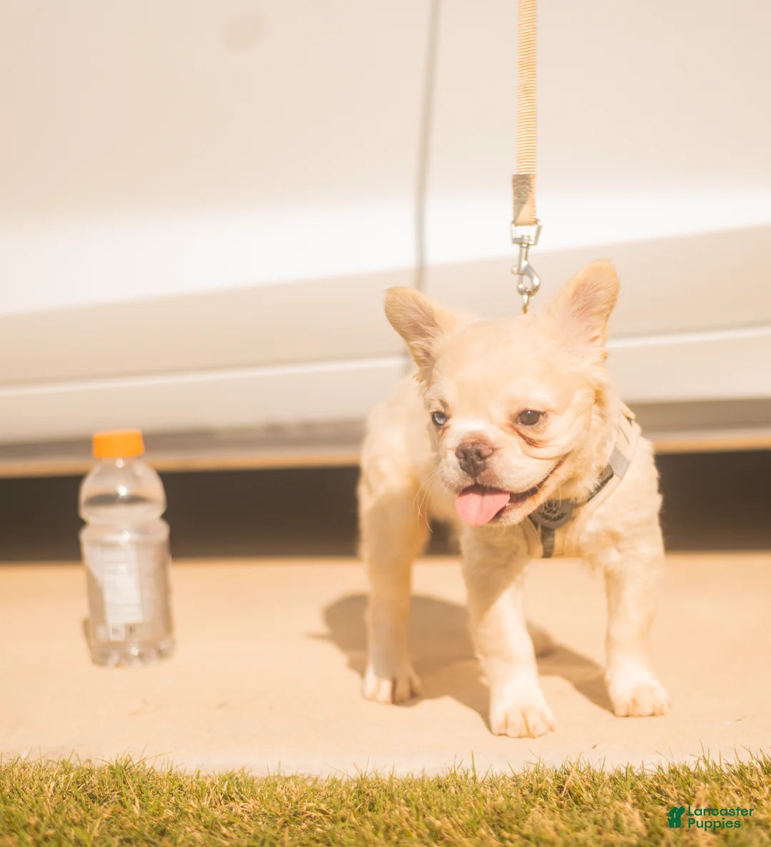 French Bulldog dogs for sale: Pluto- cream Merle  - Ad 2