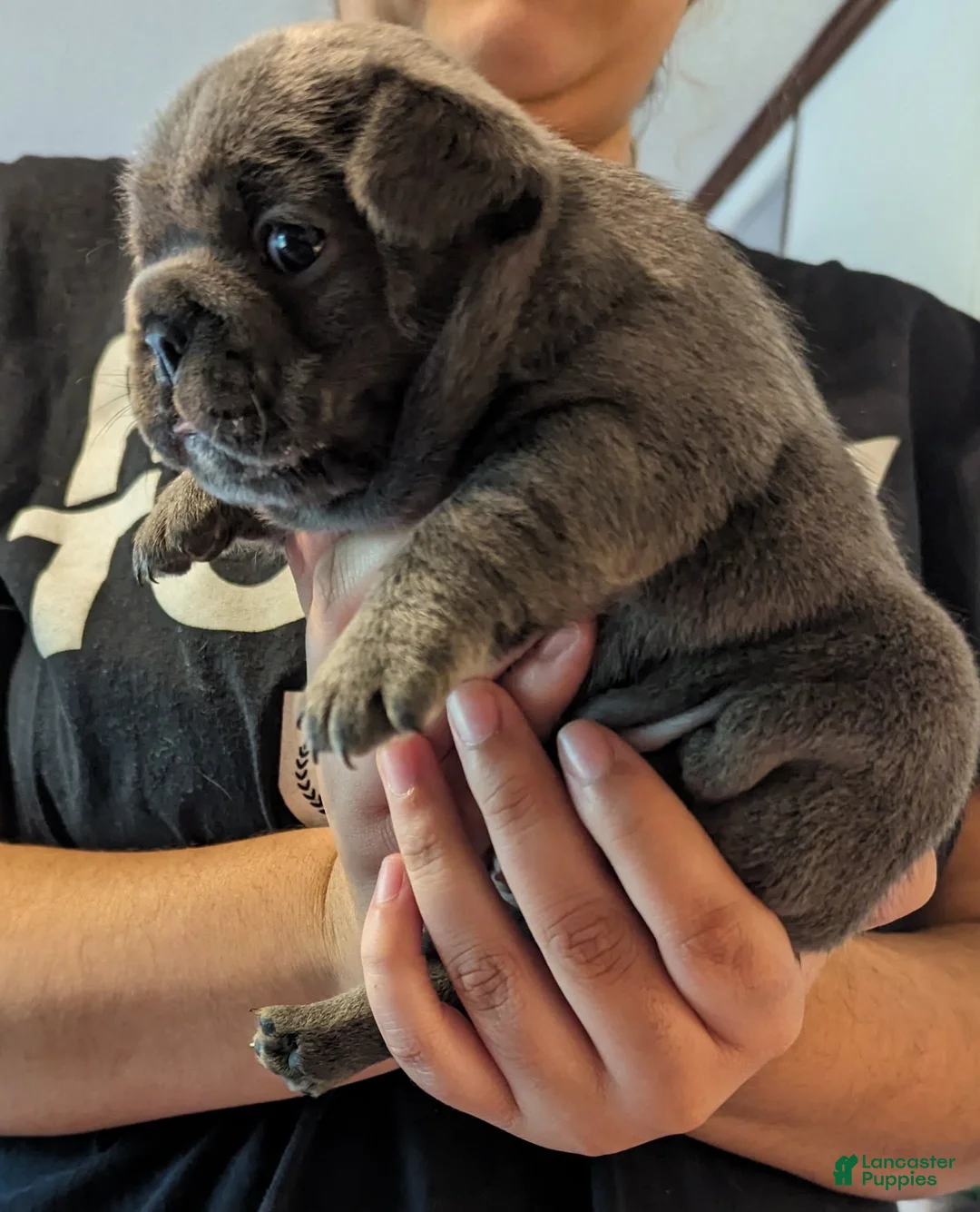 Gallery Image {{count}}