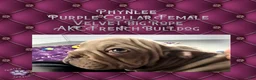 French Bulldog dogs for sale: Phynlee “Purple”Collar, Female - Ad 6