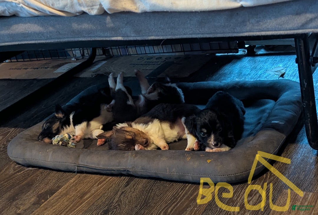 Toy Australian Shepherd dogs for sale: BEAU - Ad 10